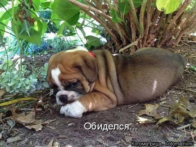 Котоматрица: Обиделся...