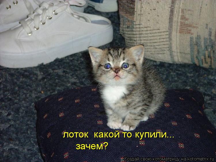 Котоматрица: лоток  какой то купили... зачем?