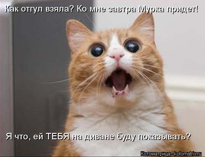 Котоматрица: Как отгул взяла? Ко мне завтра Мурка придет! Я что, ей ТЕБЯ на диване буду показывать?