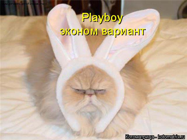 Котоматрица: Playboy эконом вариант