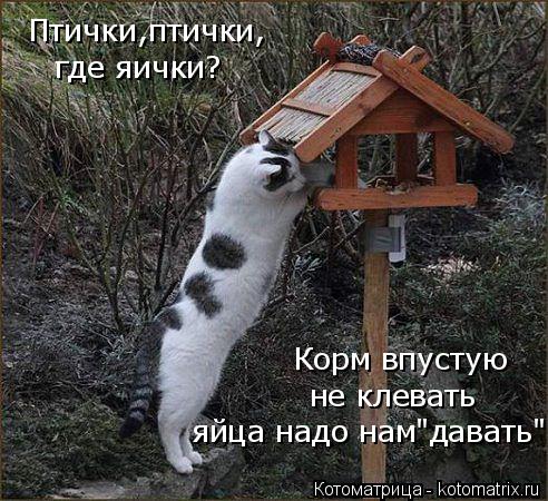 Котоматрица: Птички,птички, где яички? Корм впустую не клевать яйца надо нам"давать"