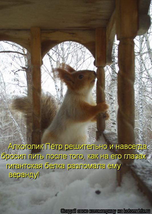 Алкоголик Пётр решительно и навсегда бросил пить после того, как на его глазах гигантская белка разло... Котоматрица: Алкоголик Пётр решительно и навсегда бросил пить после того, как на его глазах гигантская белка разломала ему веранду!
