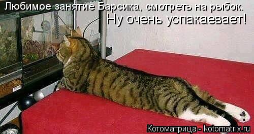 Котоматрица: Любимое занятие Барсика, смотреть на рыбок. Ну очень успакаевает!