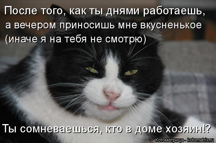 Котоматрица: После того, как ты днями работаешь,  а вечером приносишь мне вкусненькое (иначе я на тебя не смотрю) Ты сомневаешься, кто в доме хозяин!?