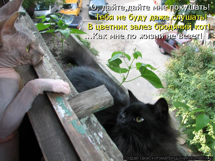 Котоматрица: О, дайте,дайте мне покушать! Тебя не буду даже слушать! В цветник залез бродячий кот! ...Как мне по жизни не везет!