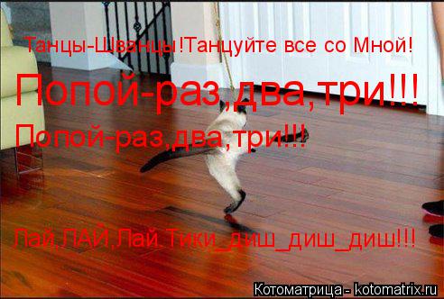 Котоматрица: Танцы-Шванцы!Танцуйте все со Мной! Попой-раз,два,три!!! Попой-раз,два,три!!! Лай,ЛАЙ,Лай.Тики_диш_диш_диш!!!