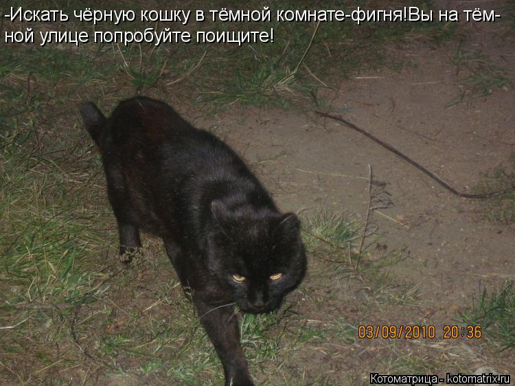 Котоматрица: -Искать чёрную кошку в тёмной комнате-фигня!Вы на тём- ной улице попробуйте поищите!