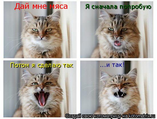 Котоматрица: Дай мне мяса Я сначала попробую Потом я сделаю так ...и так!