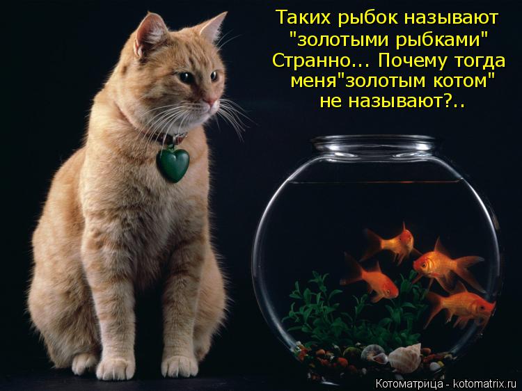 Котоматрица: Таких рыбок называют  "золотыми рыбками" Странно... Почему тогда меня"золотым котом" не называют?..
