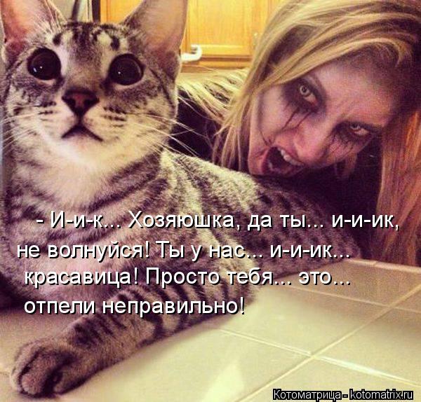 Котоматрица: - И-и-к... Хозяюшка, да ты... и-и-ик,  не волнуйся! Ты у нас... и-и-ик...  красавица! Просто тебя... это... отпели неправильно!