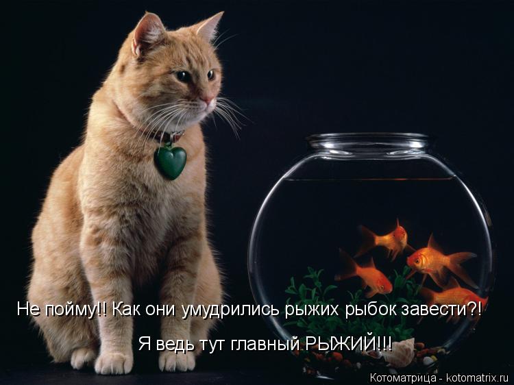 Котоматрица: Не пойму!! Как они умудрились рыжих рыбок завести?!  Я ведь тут главный РЫЖИЙ!!!