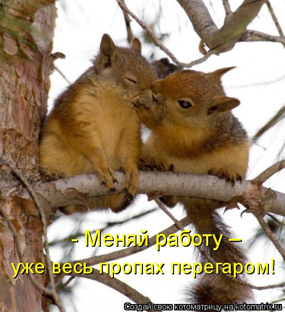 Котоматрица: - Меняй работу – уже весь пропах перегаром!