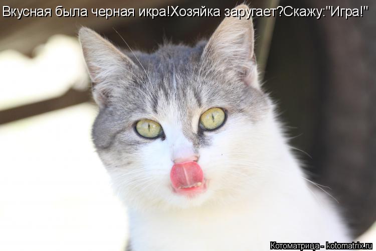Котоматрица: Вкусная была черная икра!Хозяйка заругает?Скажу:"Игра!"