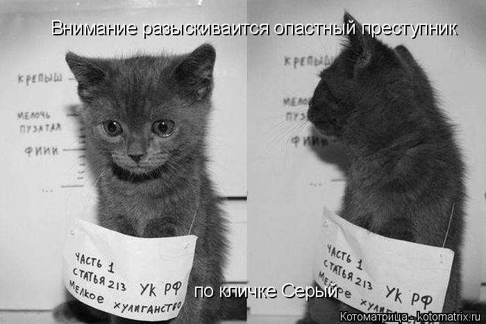 Котоматрица: Внимание разыскиваится опастный преступник по кличке Серый