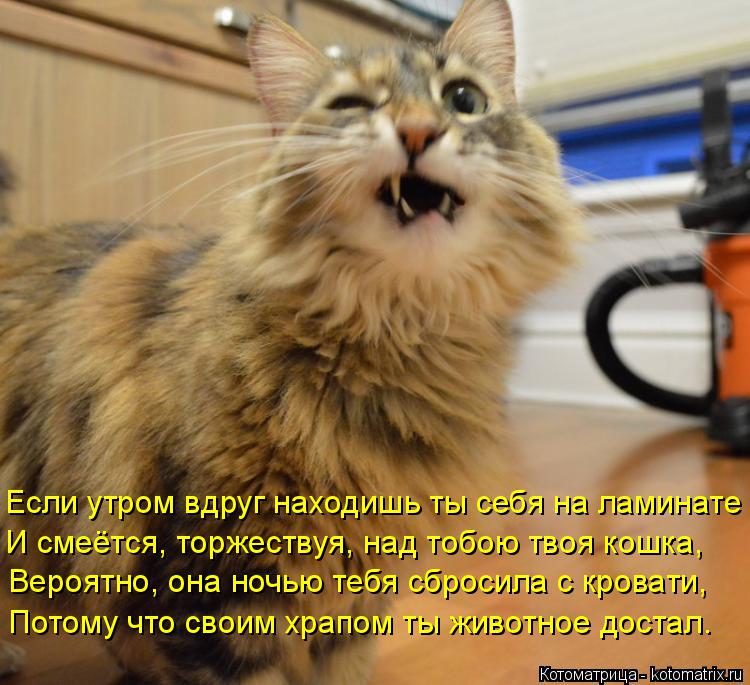 Если утром вдруг находишь ты себя на ламинате И смеётся, торжествуя, над тобою твоя кошка, Вероятно, ... Котоматрица: Если утром вдруг находишь ты себя на ламинате И смеётся, торжествуя, над тобою твоя кошка, Вероятно, она ночью тебя сбросила с кровати, Потом