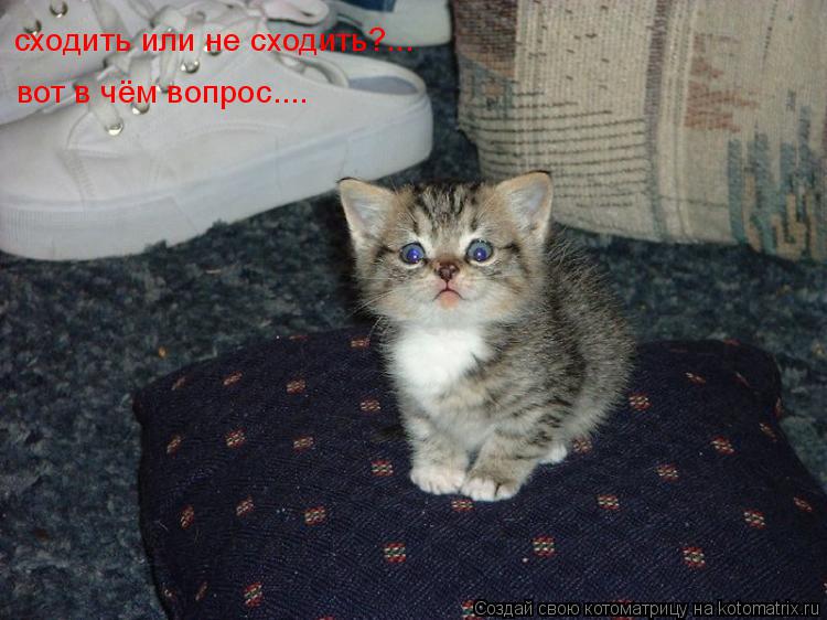 Котоматрица: сходить или не сходить?... вот в чём вопрос....