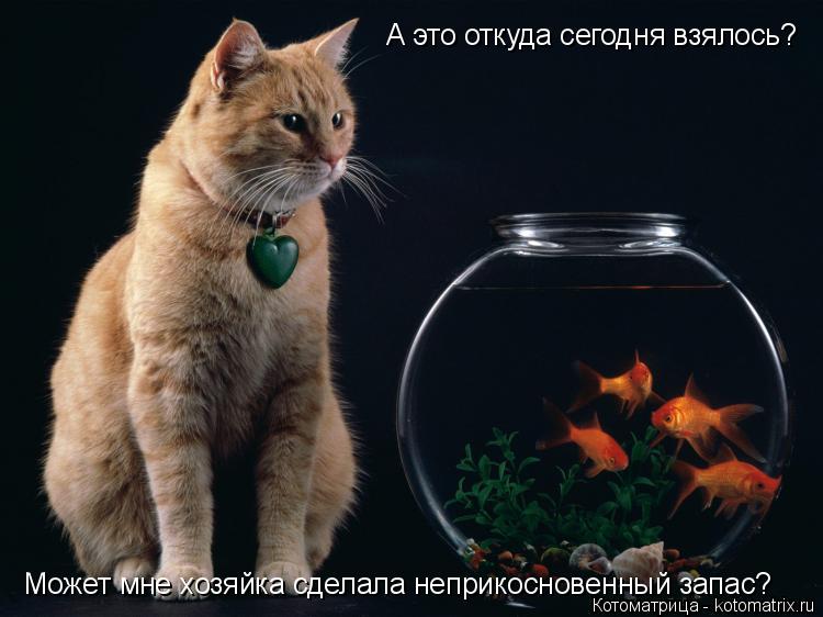 Котоматрица: Может мне хозяйка сделала неприкосновенный запас? А это откуда сегодня взялось?