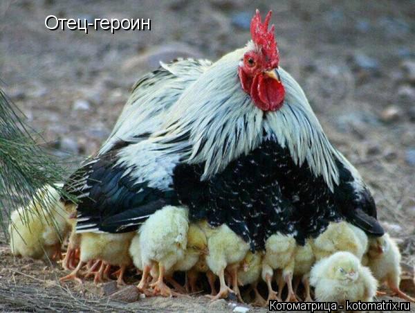Котоматрица: Отец-героин