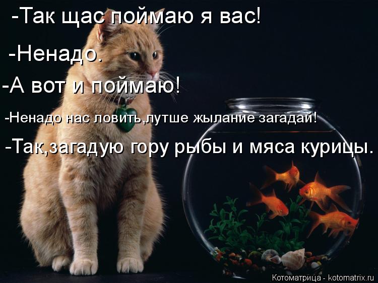 Котоматрица: -Так щас поймаю я вас! -Ненадо. -А вот и поймаю! -Ненадо нас ловить,лутше жылание загадай! -Так,загадую гору рыбы и мяса курицы.