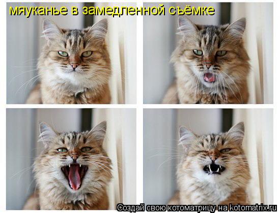 Котоматрица: мяуканье в замедленной съёмке