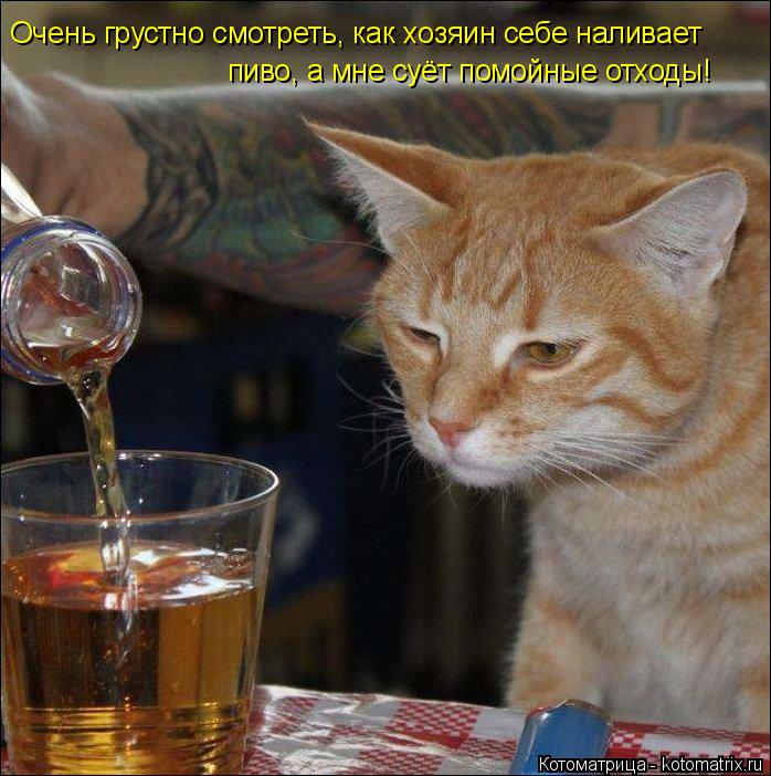 Котоматрица: Очень грустно смотреть, как хозяин себе наливает пиво, а мне суёт помойные отходы!