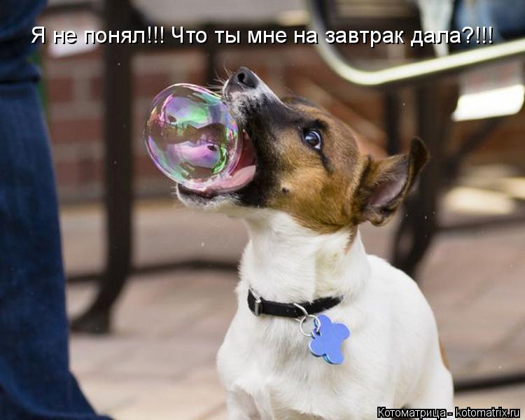 Котоматрица: Я не понял!!! Что ты мне на завтрак дала?!!!