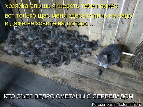 Котоматрица: вот только щас меня здесь стричь не надо и даже не зовите на допрос... КТО СЪЕЛ ВЕДРО СМЕТАНЫ С СЕРВЕЛАДОМ хозяйка,слышь,я шерсть тебе принёс