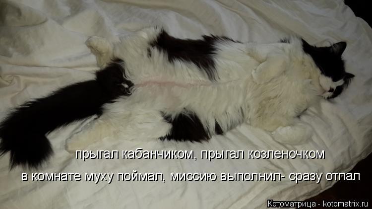 Котоматрица: прыгал кабанчиком, прыгал козленочком  в комнате муху поймал, миссию выполнил- сразу отпал