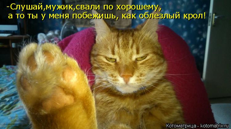 Котоматрица: -Слушай,мужик,свали по хорошему,  а то ты у меня побежишь, как облезлый крол!