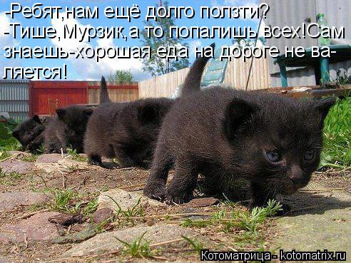 Котоматрица: -Ребят,нам ещё долго ползти? -Тише,Мурзик,а то попалишь всех!Сам знаешь-хорошая еда на дороге не ва- ляется!