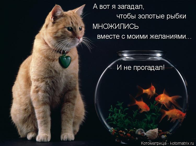 Котоматрица: А вот я загадал, чтобы золотые рыбки МНОЖИЛИСЬ вместе с моими желаниями... И не прогадал!