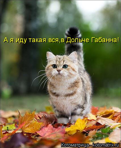 Котоматрица: А я иду такая вся,в Дольче Габанна!