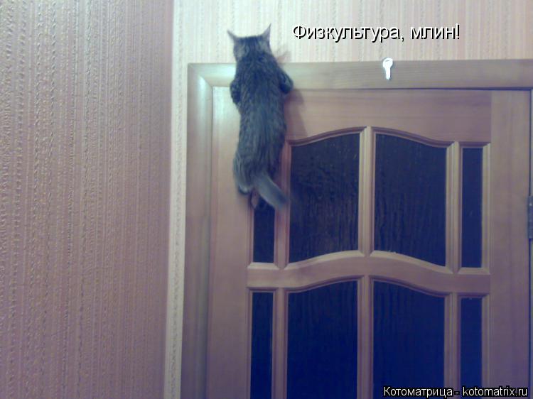 Котоматрица: Физкультура, млин!