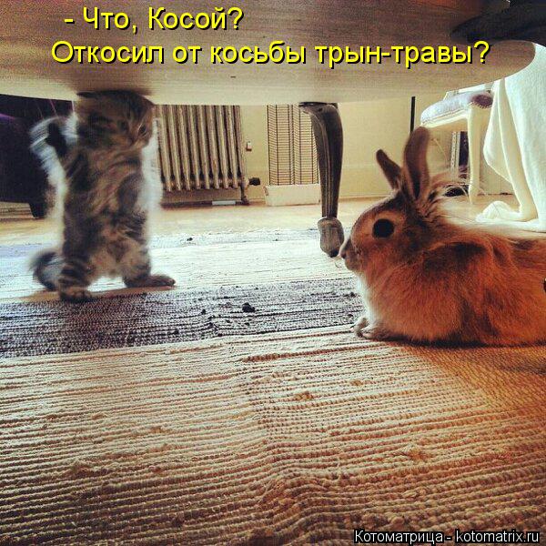 Котоматрица: - Что, Косой? Откосил от косьбы трын-травы?