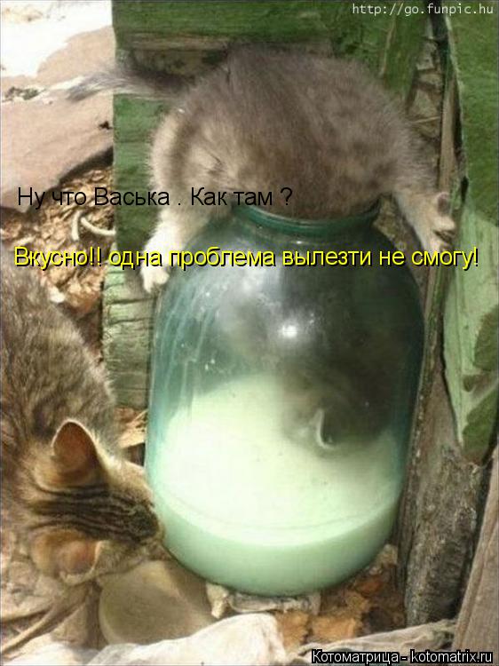 Котоматрица: Вкусно!! одна проблема вылезти не смогу! Ну что Васька . Как там ?