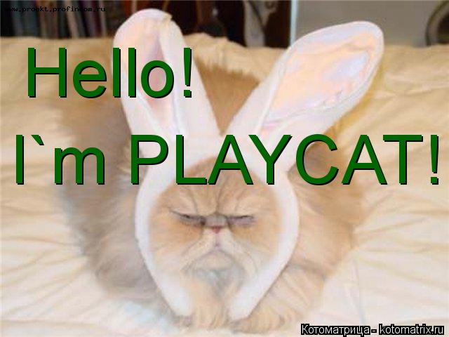 Котоматрица: Hello! I`m PLAYCAT!