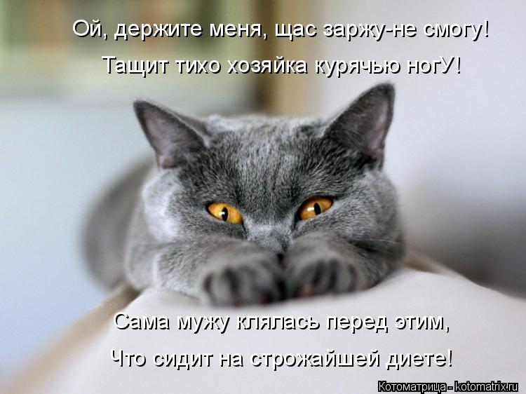 Котоматрица: Ой, держите меня, щас заржу-не смогу! Тащит тихо хозяйка курячью ногУ! Сама мужу клялась перед этим, Что сидит на строжайшей диете!