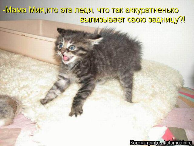 Котоматрица: -Мама Мия,кто эта леди, что так аккуратненько  вылизывает свою задницу?!