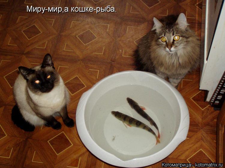 Котоматрица: Миру-мир,а кошке-рыба.