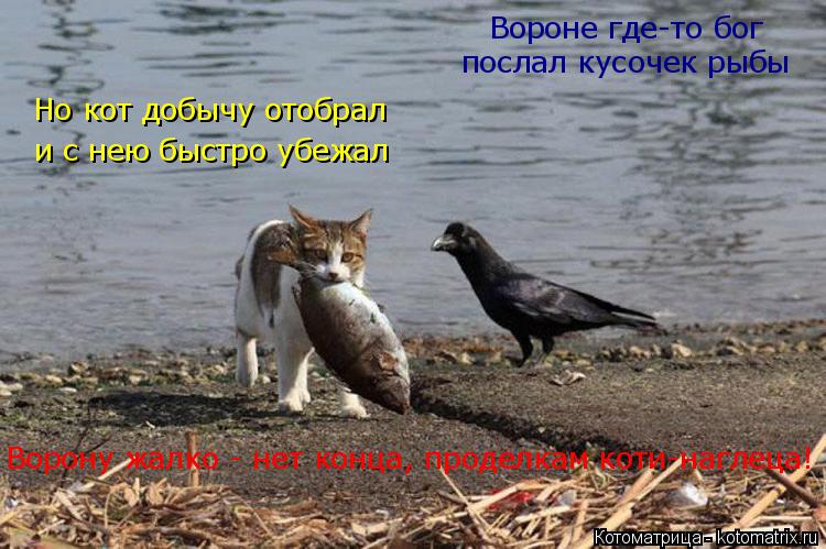 Котоматрица: Ворону жалко - нет конца, проделкам коти-наглеца! Вороне где-то бог  послал кусочек рыбы Но кот добычу отобрал и с нею быстро убежал