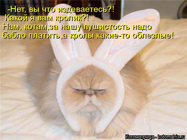 Котоматрица: -Нет, вы что издеваетесь?! Какой я вам кролик?! Нам, котам,за нашу пушистость надо  бабло платить,а кролы какие-то облезлые!