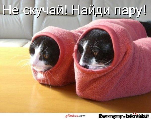 Не скучай! Найди пару!... Котоматрица: Не скучай! Найди пару!