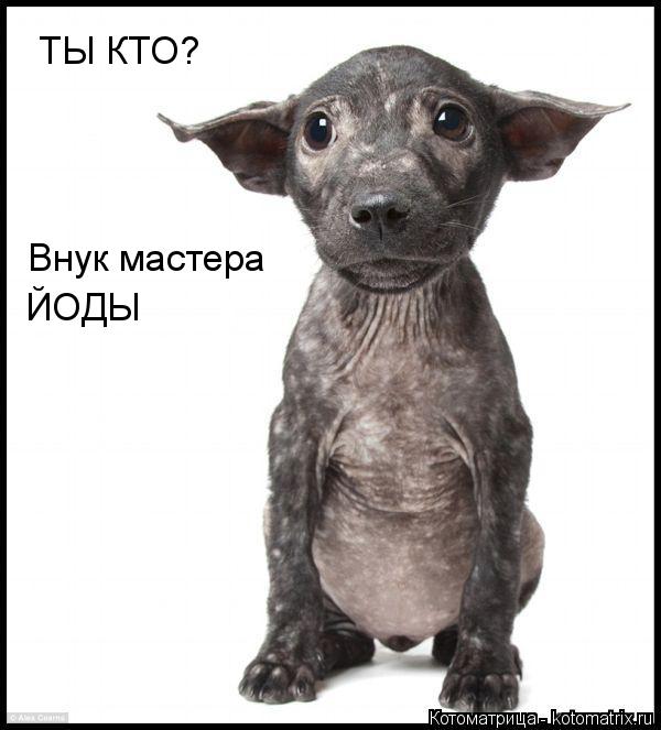 Котоматрица: ТЫ КТО? Внук мастера ЙОДЫ