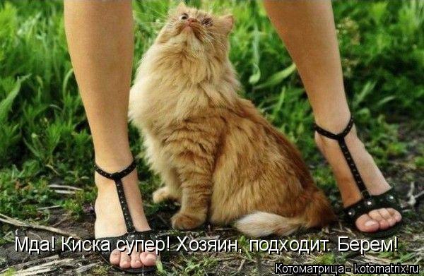 Котоматрица: Мда! Киска супер! Хозяин, подходит. Берем!
