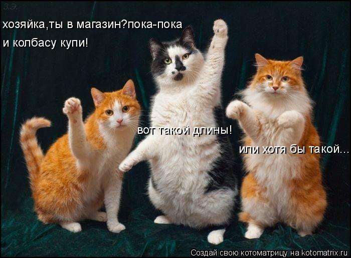 Котоматрица: или хотя бы такой... хозяйка,ты в магазин?пока-пока и колбасу купи! вот такой длины!