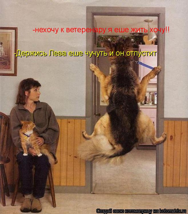 Котоматрица: -нехочу к ветеренару я еше жить хочу!!  -Держись Лева еше чучуть и он отпустит