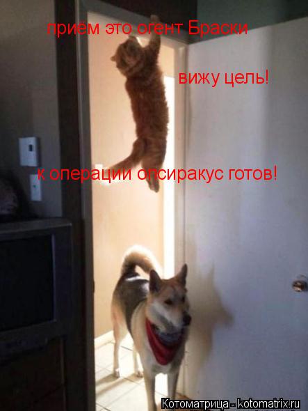 Котоматрица: приём это огент Браски вижу цель! к операции опсиракус готов!