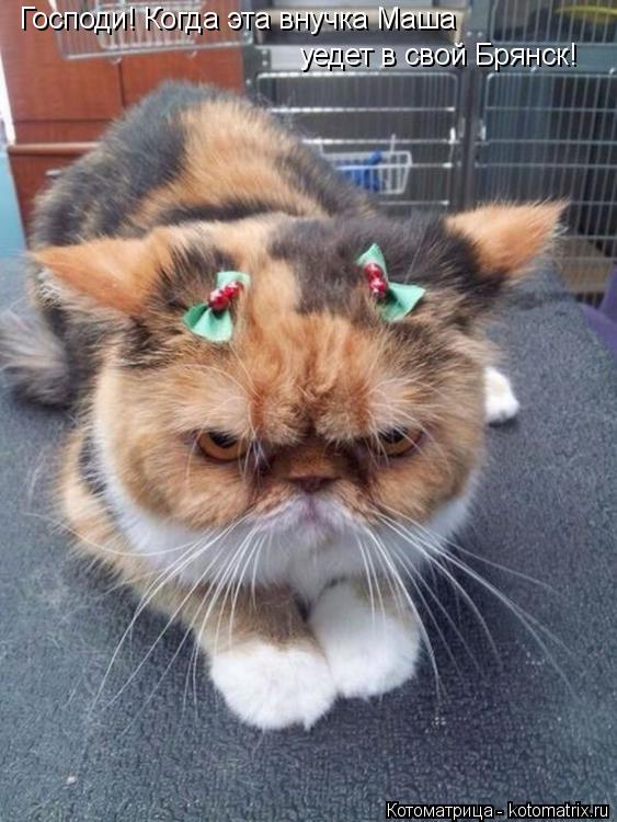 Котоматрица: Господи! Когда эта внучка Маша уедет в свой Брянск!