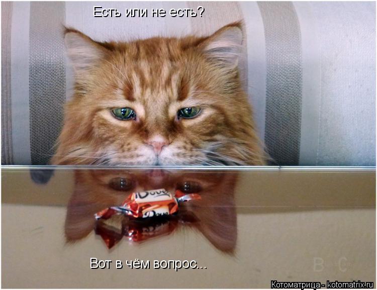 Есть или не есть? Вот в чём вопрос...... Котоматрица: Есть или не есть? Вот в чём вопрос...