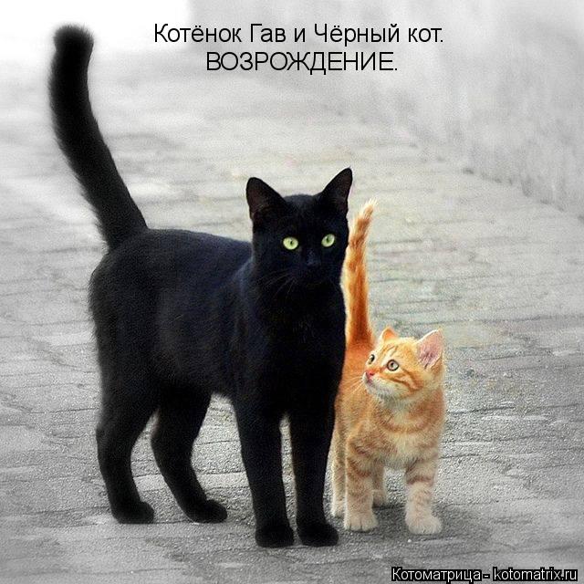 Котоматрица: Котёнок Гав и Чёрный кот. ВОЗРОЖДЕНИЕ.